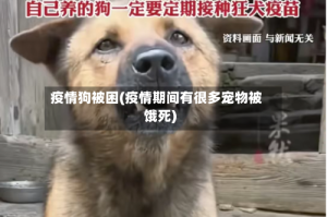 疫情狗被困(疫情期间有很多宠物被饿死)