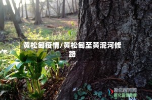 黄松甸疫情/黄松甸至黄泥河修路