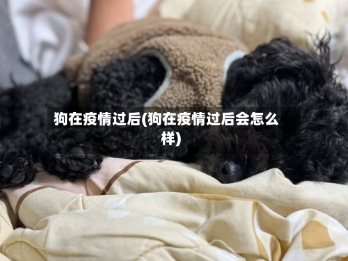 狗在疫情过后(狗在疫情过后会怎么样)-第3张图片