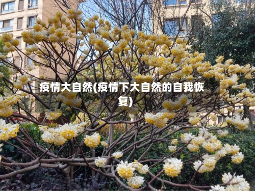 疫情大自然(疫情下大自然的自我恢复)-第1张图片