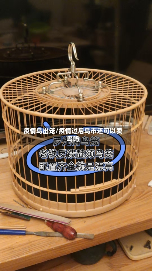 疫情鸟出笼/疫情过后鸟市还可以卖鸟吗-第1张图片