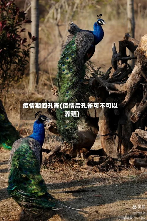 疫情期间孔雀(疫情后孔雀可不可以养殖)-第1张图片