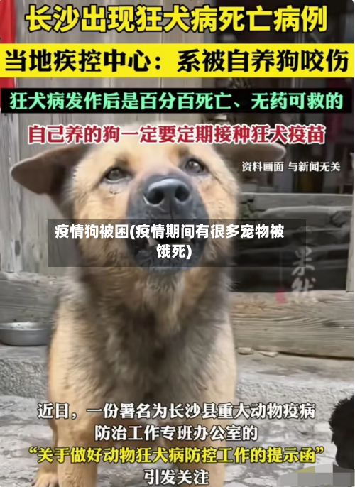 疫情狗被困(疫情期间有很多宠物被饿死)-第1张图片